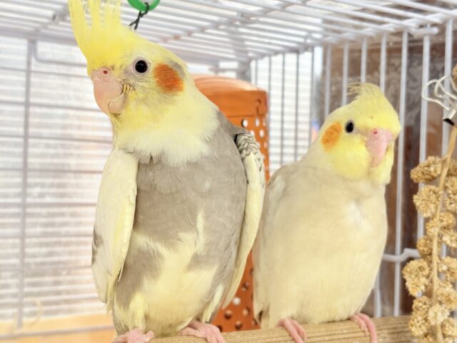 オカメインコ