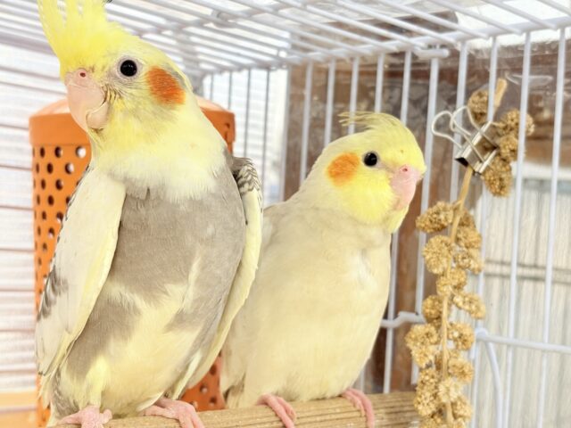 オカメインコ