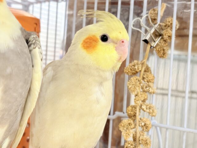 オカメインコ