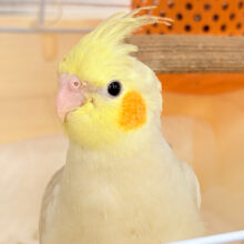 めちゃかわフェイス♡オカメインコ(シナモン)