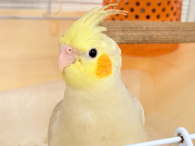 めちゃかわフェイス♡オカメインコ(シナモン)