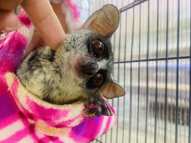 ショウガラコ