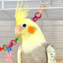 背が高いんだ〜🐥🫧オカメインコ(パールパイド) ヒナ
