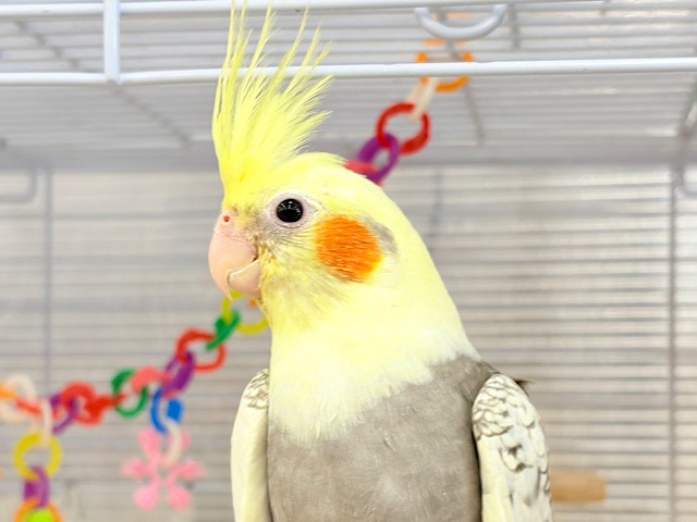 背が高いんだ〜🐥🫧オカメインコ(パールパイド) ヒナ