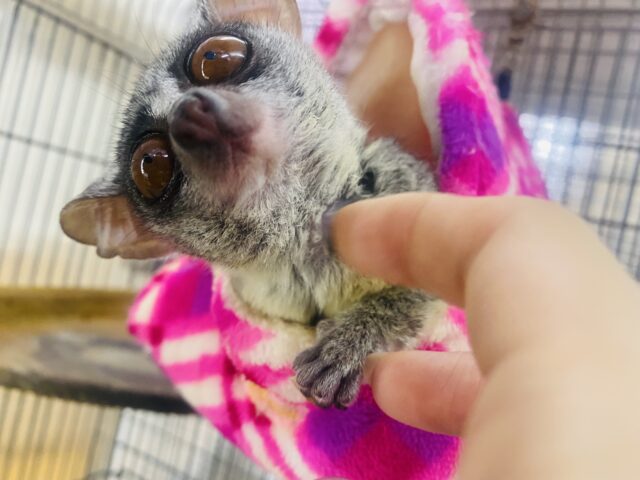 ショウガラコ