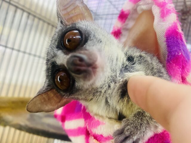 最新動画・画像ありꉂꉂ🙊💓　ぱっちり大きな目👀丸い大きな耳👂が可愛すぎます😍ショウガラゴの男の子！！