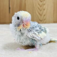 今日も元気いっぱい遊ぶよ🩵💛セキセイインコ（パステルレインボーパイド）ヒナ