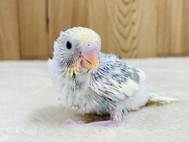 今日も元気いっぱい遊ぶよ🩵💛セキセイインコ（パステルレインボーパイド）ヒナ