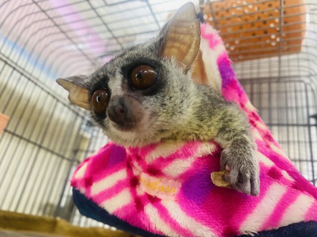 ショウガラコ