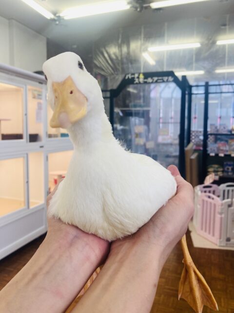 コールダック