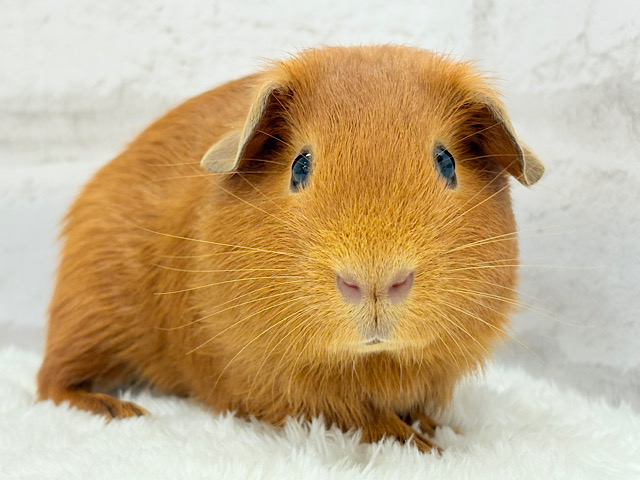 【最新画像更新🪄】触れ合う程に溶けてゆく.*･ﾟロシアンモルモット(男の子)