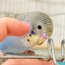 愛嬌たっぷり🐥💖セキセイインコ(イエローフェイスノーマル)