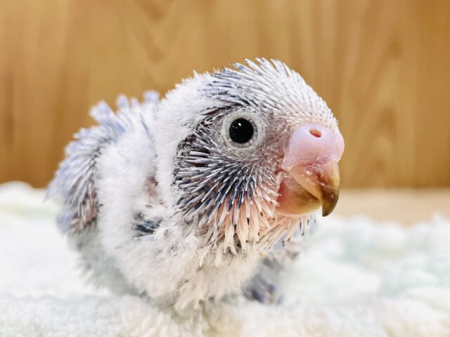 早く飛びたいなぁ💙セキセイインコ（スパングル）ヒナ