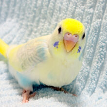 花束みたいなハッピーカラー💐セキセイインコ(パステルカラーレインボーパイド) ヒナ