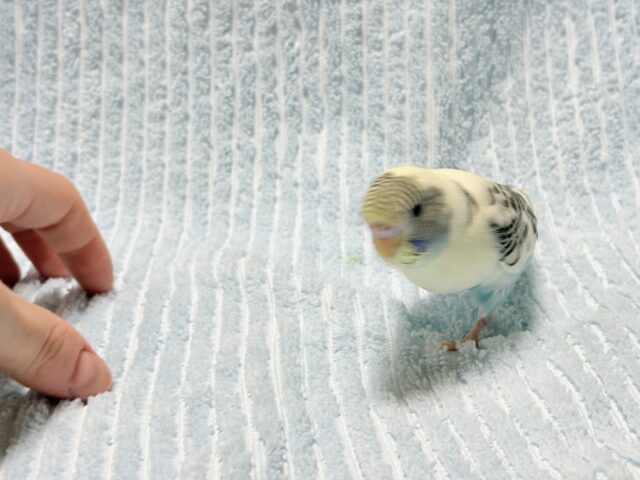セキセイインコ