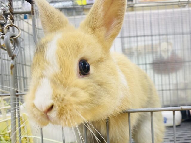 最新画像有ります🐰⸝꙳.‎˖もふもふ♪ふわふわ♪なキューティーボーイ💕ネザーランドドワーフのトーティ❣️
