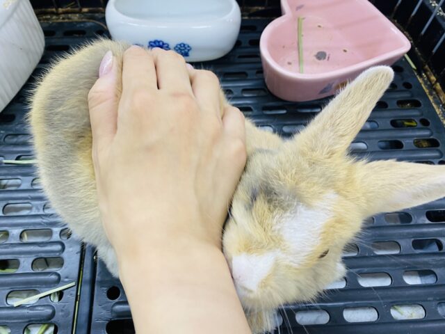 ネザーランドドワーフ