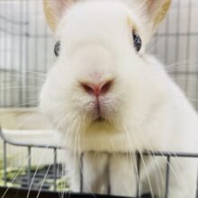 最新画像有ります🐰⸝⸝꙳真っ白ミルクにキャラメルちゃん🧡雰囲気ぽわぽわなネザーランドドワーフ男の子❗️