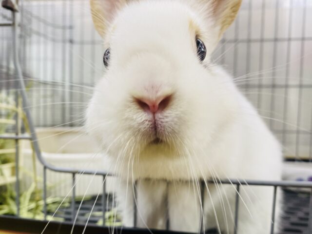最新画像有ります🐰⸝⸝꙳真っ白ミルクにキャラメルちゃん🧡雰囲気ぽわぽわなネザーランドドワーフ男の子❗️