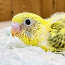 目力最強！？セキセイインコちゃん（ハルクイン）ヒナ