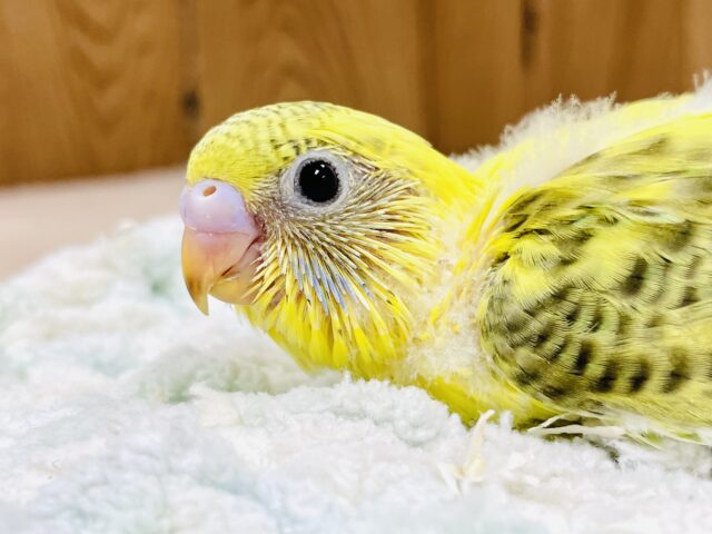 目力最強！？セキセイインコちゃん（ハルクイン）ヒナ