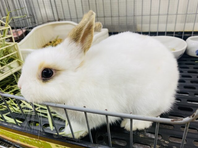 ネザーランドドワーフ