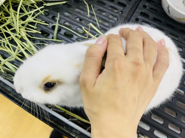 ネザーランドドワーフ