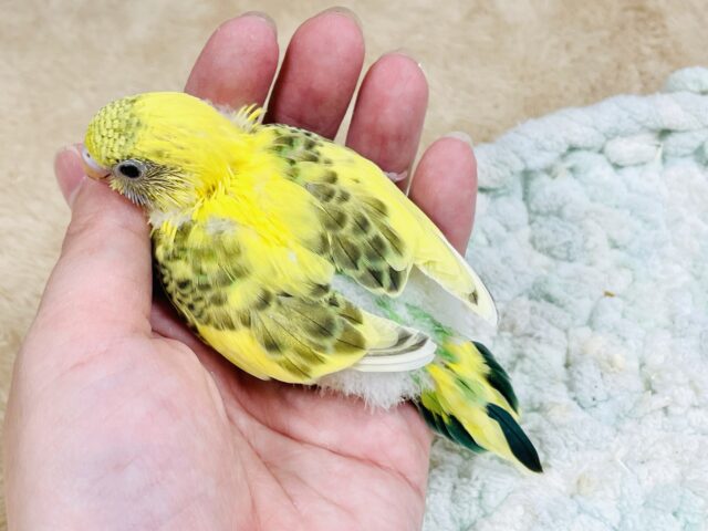 セキセイインコ