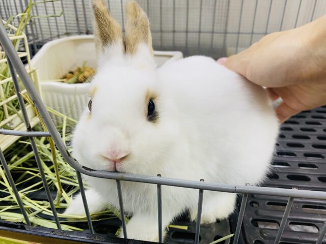 ネザーランドドワーフ