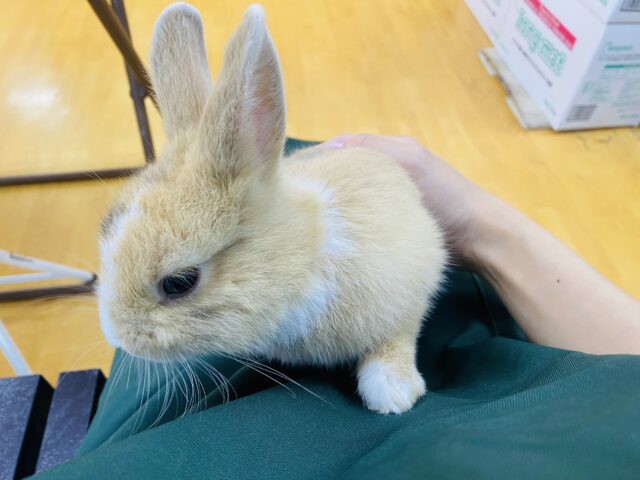 ネザーランドドワーフ