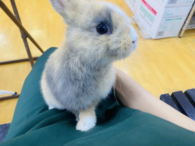 ネザーランドドワーフ