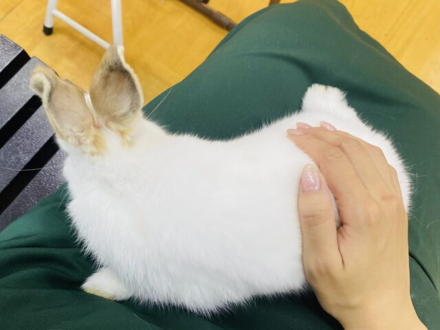 ネザーランドドワーフ