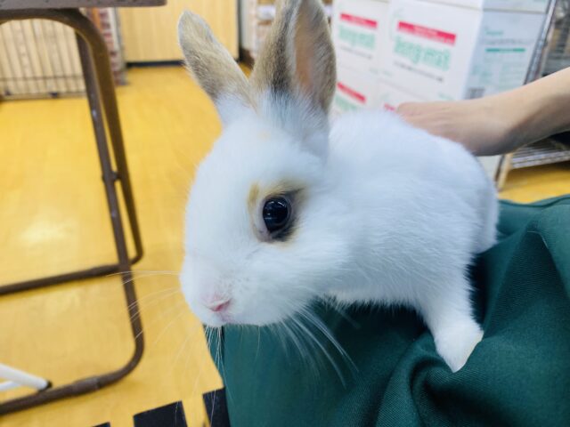 ネザーランドドワーフ