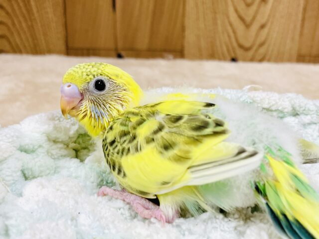 セキセイインコ