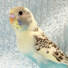 元気いっぱい♬一緒に遊ぼう♡セキセイインコ(四色ハルクイン) ヒナ