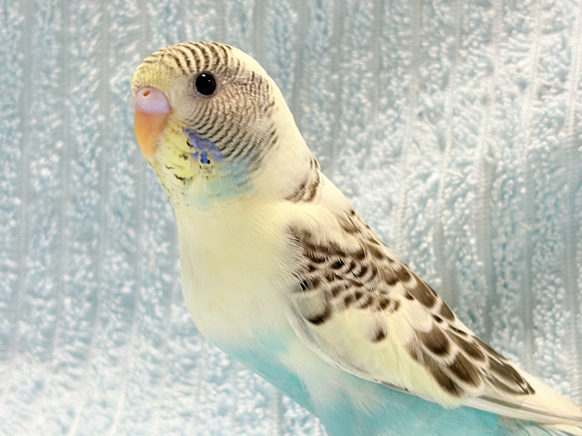 元気いっぱい♬一緒に遊ぼう♡セキセイインコ(四色ハルクイン) ヒナ