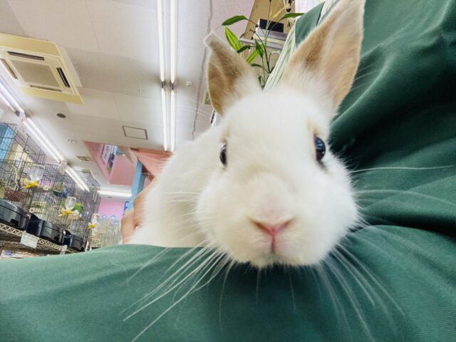ネザーランドドワーフ