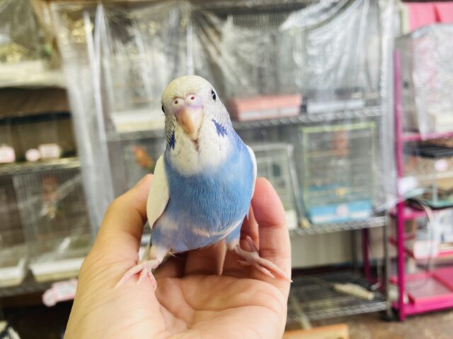 セキセイインコ