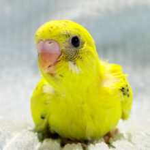 背中のポッチ、数えてほしいな♬セキセイインコ(ハルクイン) ヒナ