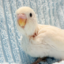 季節外れの雪だるまちゃん…？⛄️セキセイインコ(ダブルファクター) ヒナ