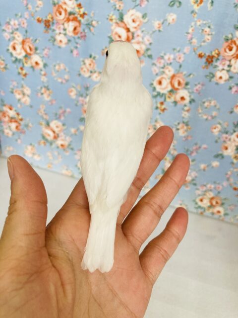 白文鳥