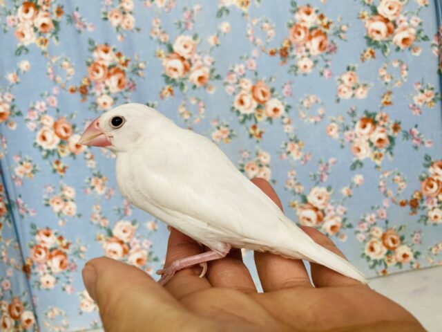 白文鳥