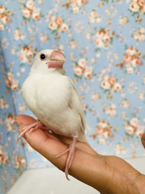 白文鳥