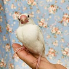 ぷにぷにだよ❤︎*ˊᵕˋ 一人餌になりました❢❢ 白文鳥さん🤍🕊️✨