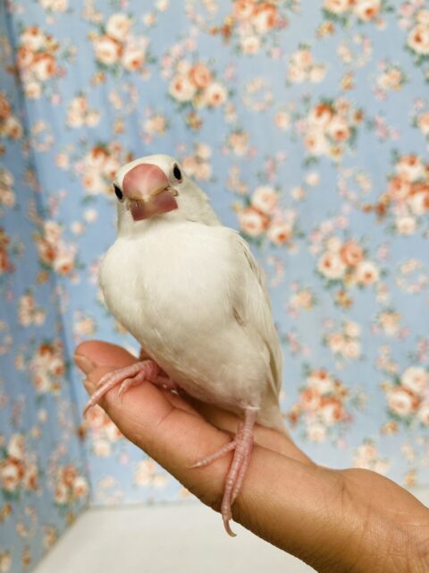 ぷにぷにだよ❤︎*ˊᵕˋ 一人餌になりました❢❢ 白文鳥さん🤍🕊️✨