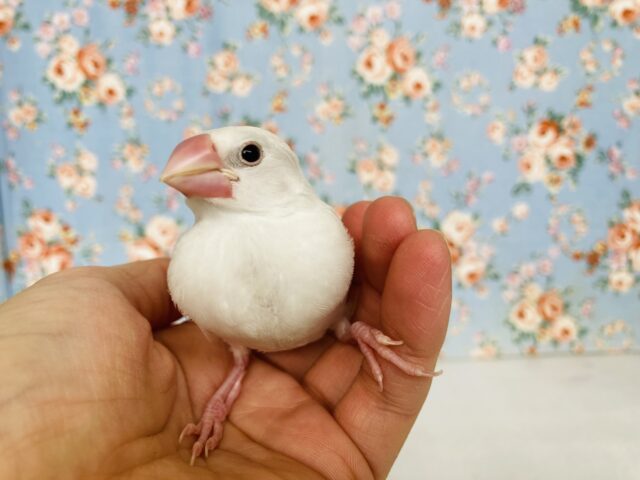 白文鳥