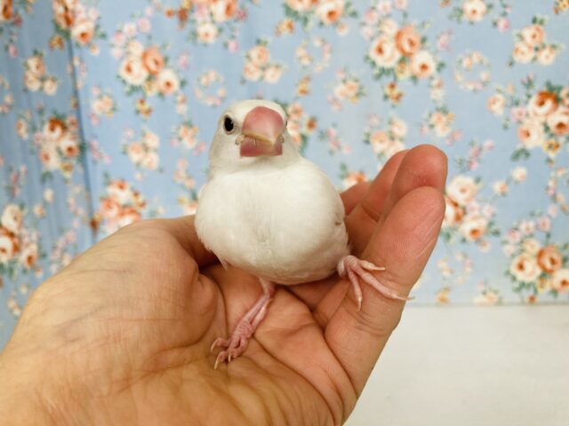 白文鳥