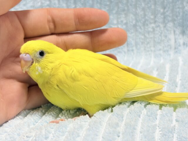 セキセイインコ