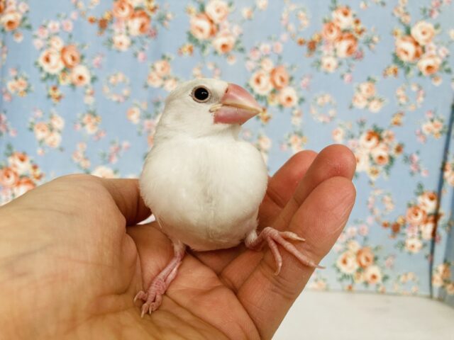 白文鳥