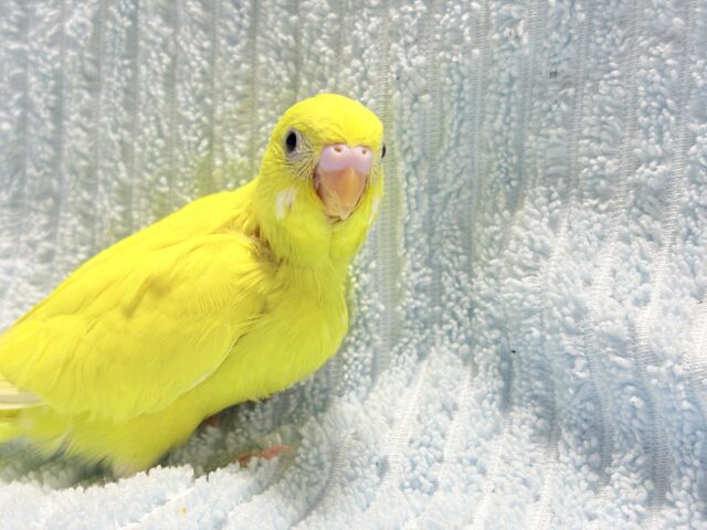 セキセイインコ